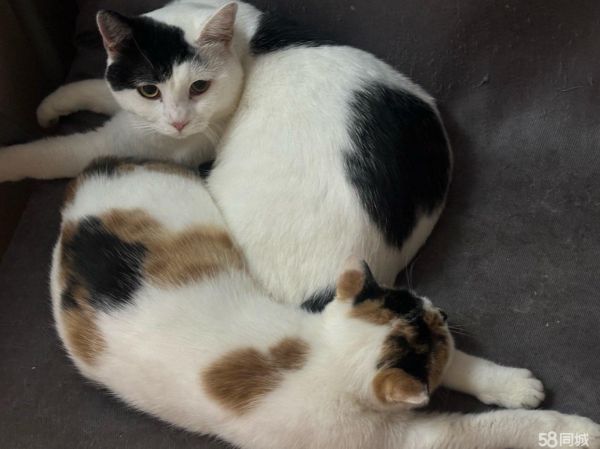 领养猫猫无偿 对小猫好 公母都有