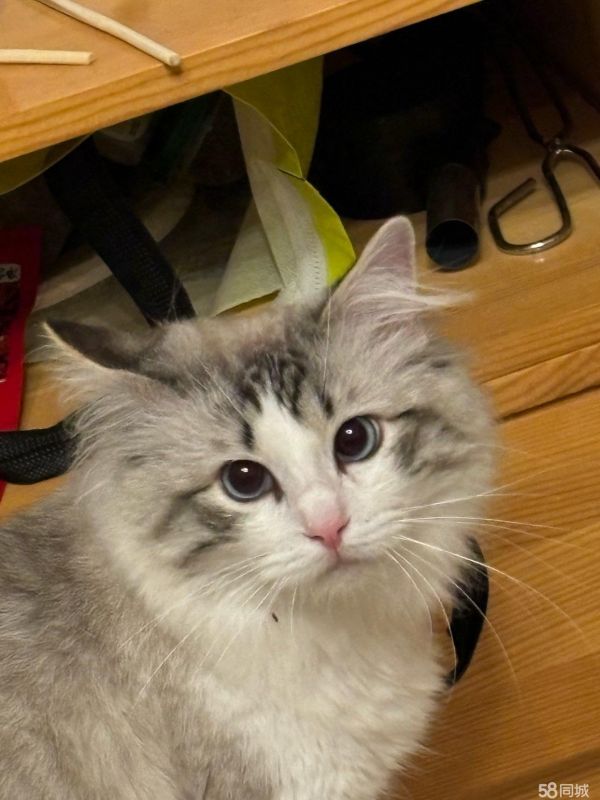 领养免费猫猫自提