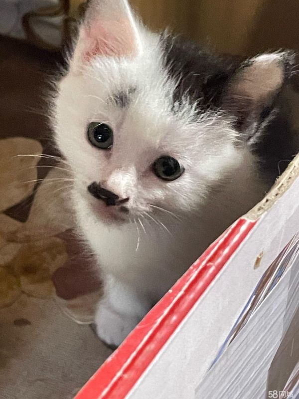 小猫咪送人