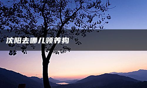 沈阳去哪儿领养狗