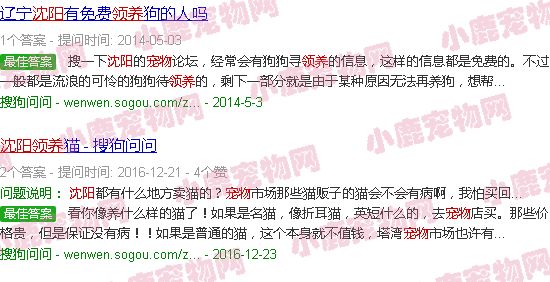 沈阳宠物领养贴吧