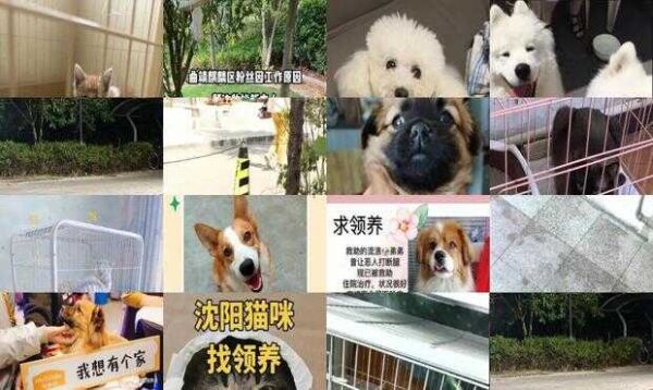 沈阳宠物领养贴吧