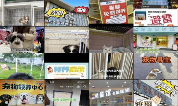 沈阳宠物免费领养中心
