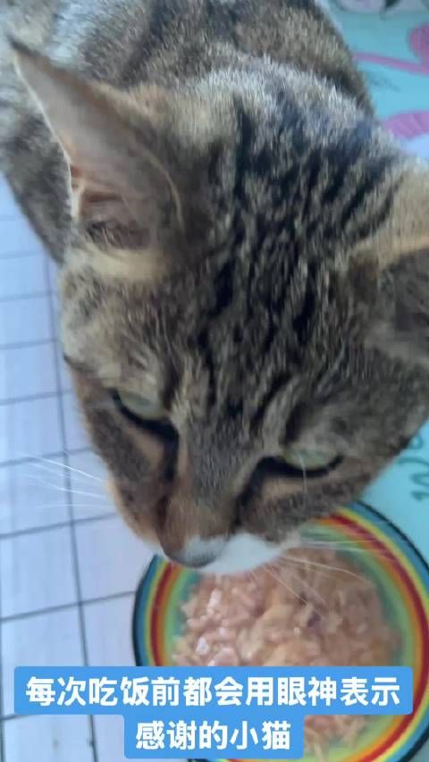 沈阳狸花猫在等一个家,免费领养,只要你爱它