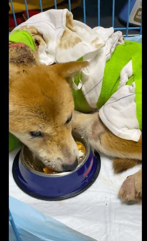  狗狗被热水烫了怎么办，狗狗被开水烫伤怎么办-第1张图片-后鲨宠物