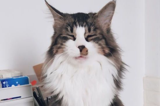 猫咪耳朵烫