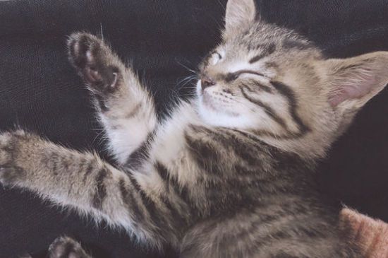 猫咪耳朵烫