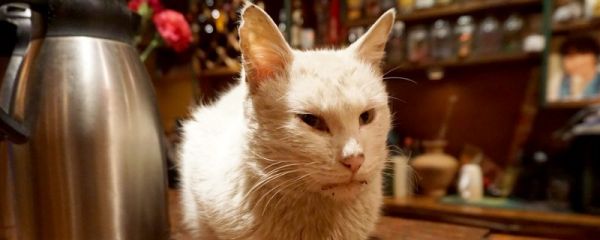 猫咪耳朵烫
