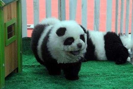 宠物也染发烫头？爱美之心狗也有之！