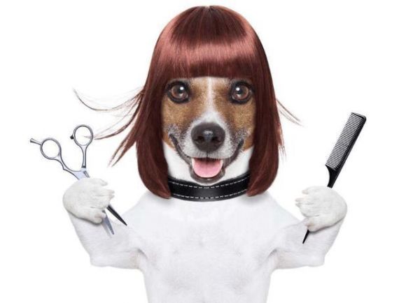 宠物也染发烫头？爱美之心狗也有之！