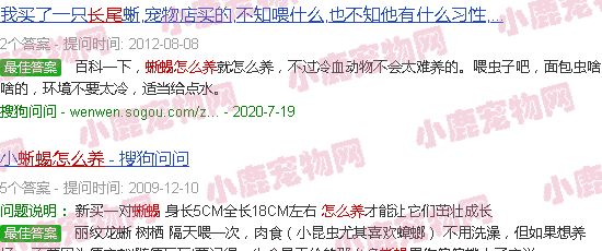 长尾蜥蜴怎么养