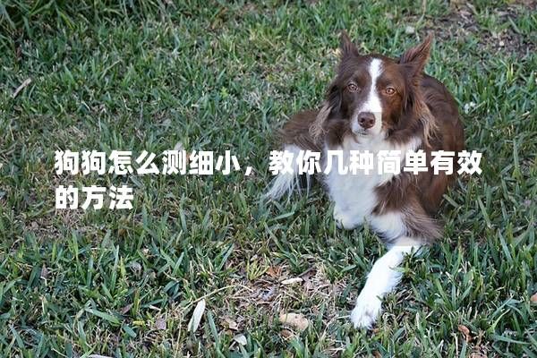 狗狗怎么测细小，教你几种简单有效的方法