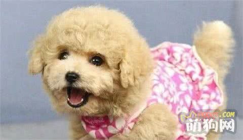狗狗得了细小怎么治 细小病毒怎么治