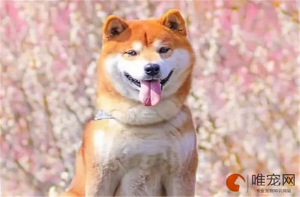 狗狗细小最佳自救方法有哪些