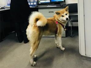 宠物狗怎么进汽车站的