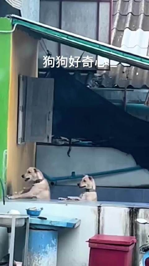 一生好奇的两只狗狗，狗子成精了