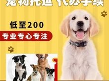 南阳淅川本地靠谱猫狗活体运输服务 上门接送 空调宠物专车