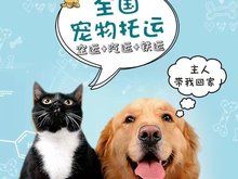 南阳桐柏本地靠谱猫狗活体运输服务 上门接送 空调宠物专车