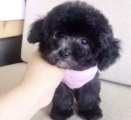 泰迪串串狗大概多少钱一只?宠物