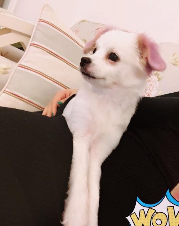 什么叫串串狗？串串狗的优点有哪些？