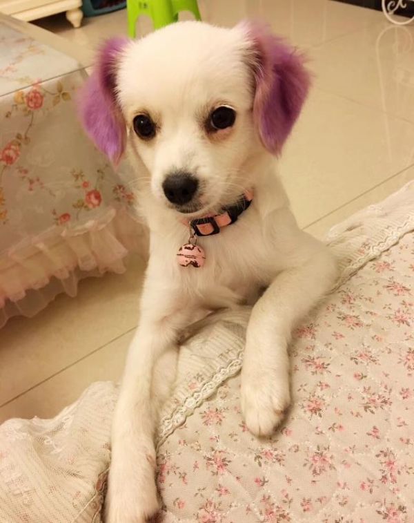 什么叫串串狗？串串狗的优点有哪些？