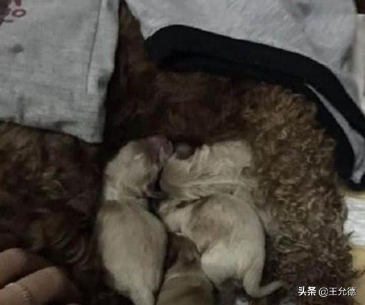 串串狗不=土狗