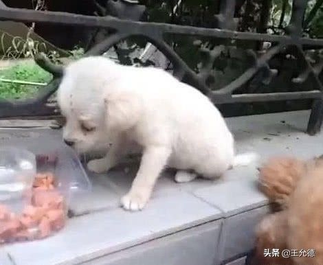 串串狗不=土狗