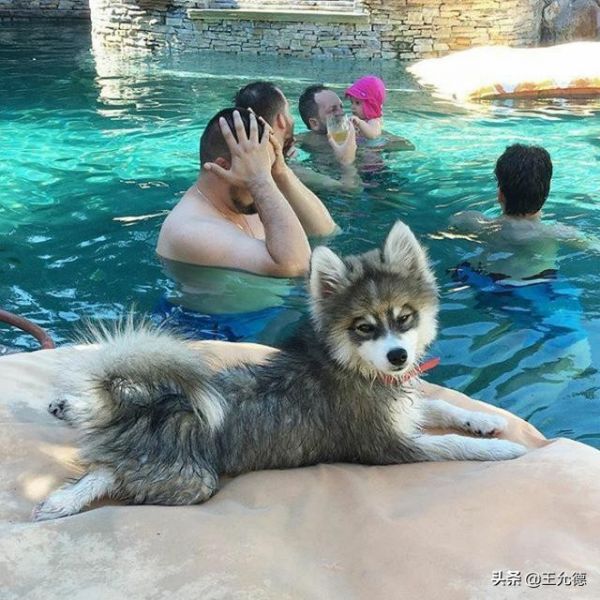 串串狗不=土狗