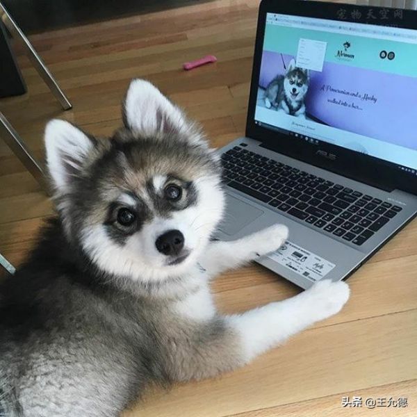 串串狗不=土狗