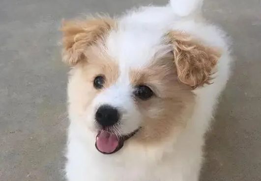 串串狗的优缺点