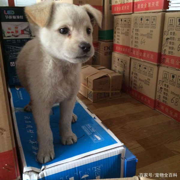 串串狗能当宠物狗养吗？怎么养？