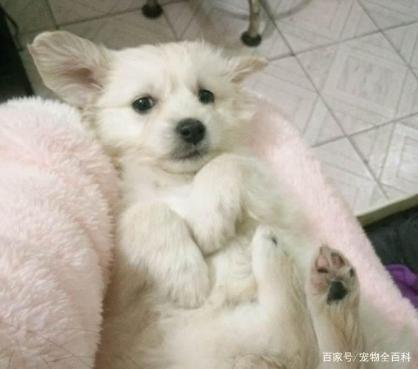 串串狗能当宠物狗养吗？怎么养？