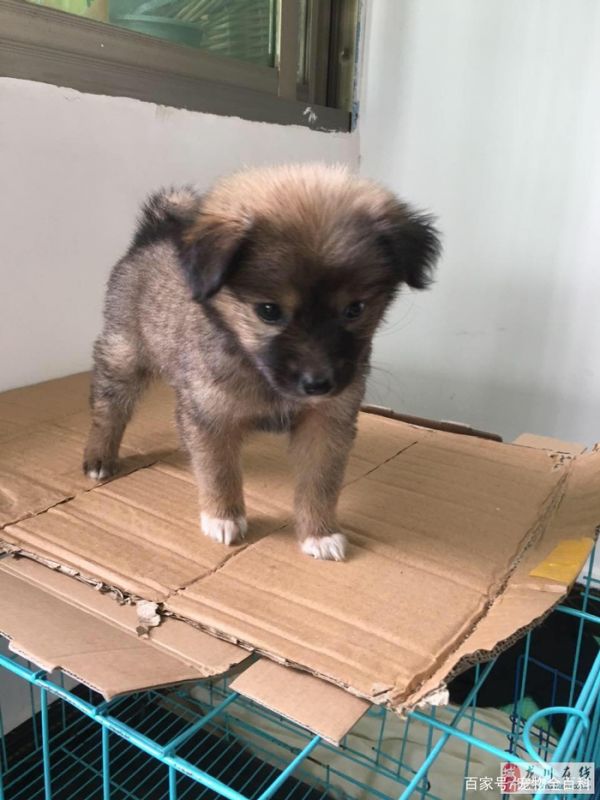 串串狗能当宠物狗养吗？怎么养？