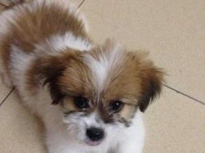 宠物狗变串串怎么办啊