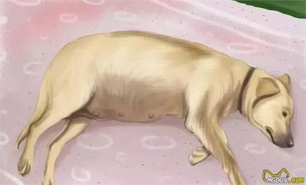 狗狗怀孕了你都不知道？先来学习狗狗怀孕知识吧！