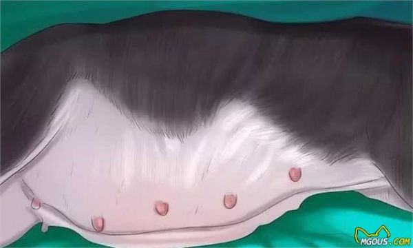狗狗怀孕了你都不知道？先来学习狗狗怀孕知识吧！