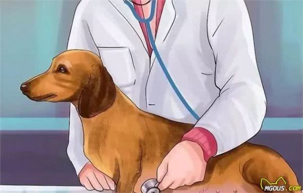 狗狗怀孕了你都不知道？先来学习狗狗怀孕知识吧！