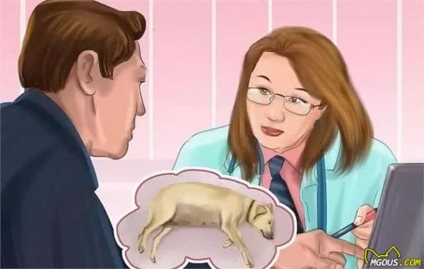 狗狗怀孕了你都不知道？先来学习狗狗怀孕知识吧！