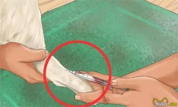 狗狗怀孕了你都不知道？先来学习狗狗怀孕知识吧！