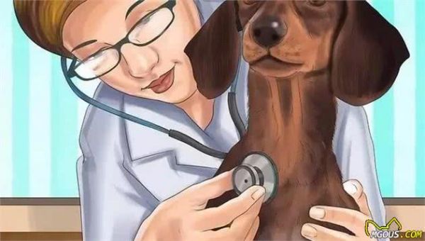 狗狗怀孕了你都不知道？先来学习狗狗怀孕知识吧！