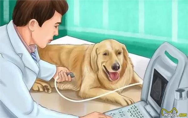 狗狗怀孕了你都不知道？先来学习狗狗怀孕知识吧！