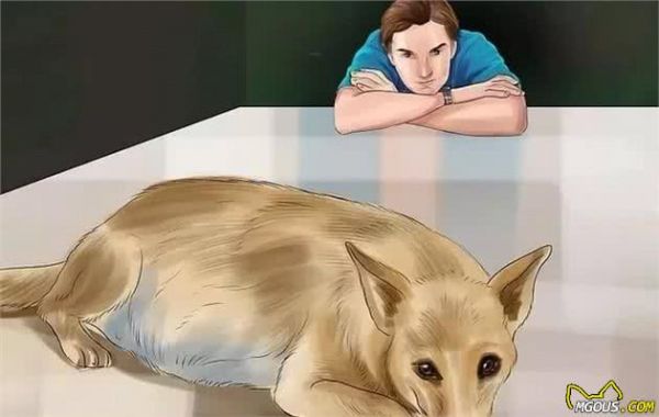 狗狗怀孕了你都不知道？先来学习狗狗怀孕知识吧！