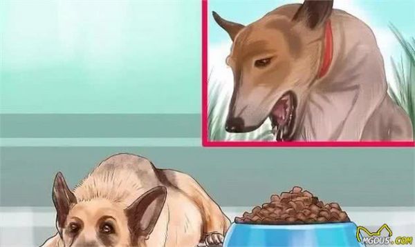 狗狗怀孕了你都不知道？先来学习狗狗怀孕知识吧！