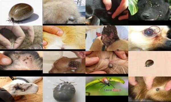 狗痘子