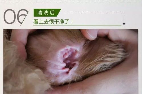 揭秘鹦鹉鸟痘:宠物界的隐形杀手,如何预防与治疗?