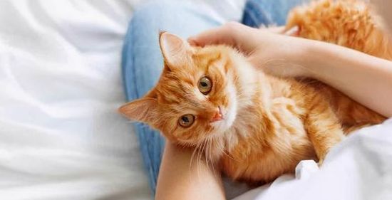 猫咪居然也长青春痘？原来是这样