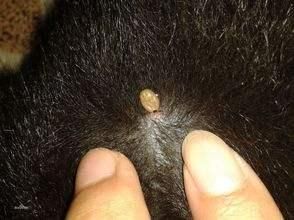 狗狗身上长了狗豆子，你可以用这些方法去除！