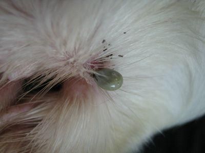 狗狗身上长了狗豆子，你可以用这些方法去除！