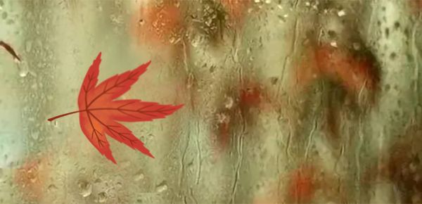 适合三岁宝宝养的宠物