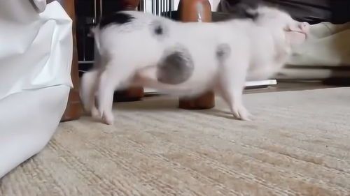 宠物肚子疼，原因揭秘！